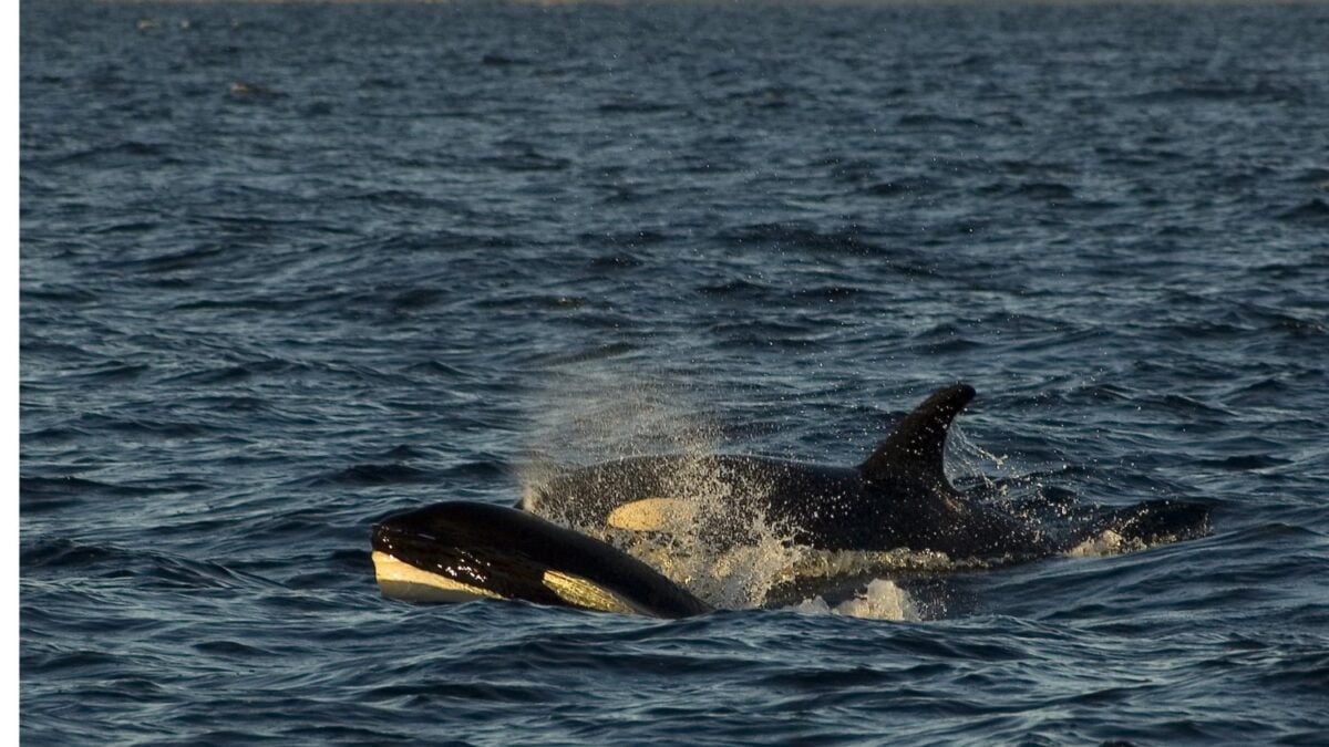 Darwin no diría que las orcas han fracasado, pero sí que cruzaron una puerta evolutiva sin vuelta atrás. Un estudio muestra por qué los mamíferos totalmente acuáticos ya no pueden regresar a tierra
