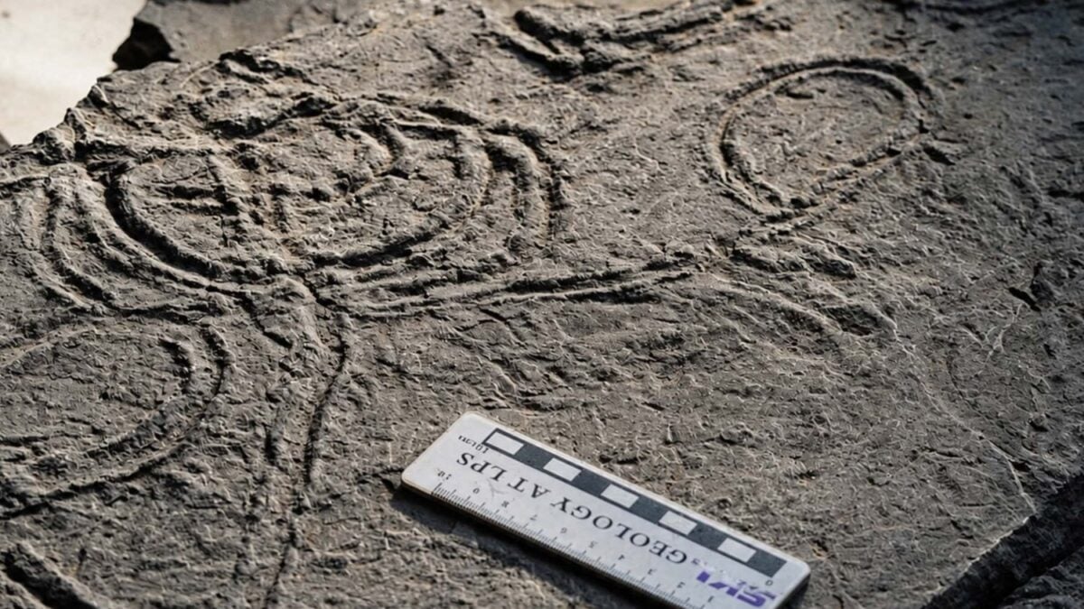 Las primeras criaturas complejas no conquistaron el mundo solo moviéndose: primero tuvieron que aprender a percibirlo. Nuevas huellas fósiles muestran el despertar de los sentidos animales hace más de 500 millones de años
