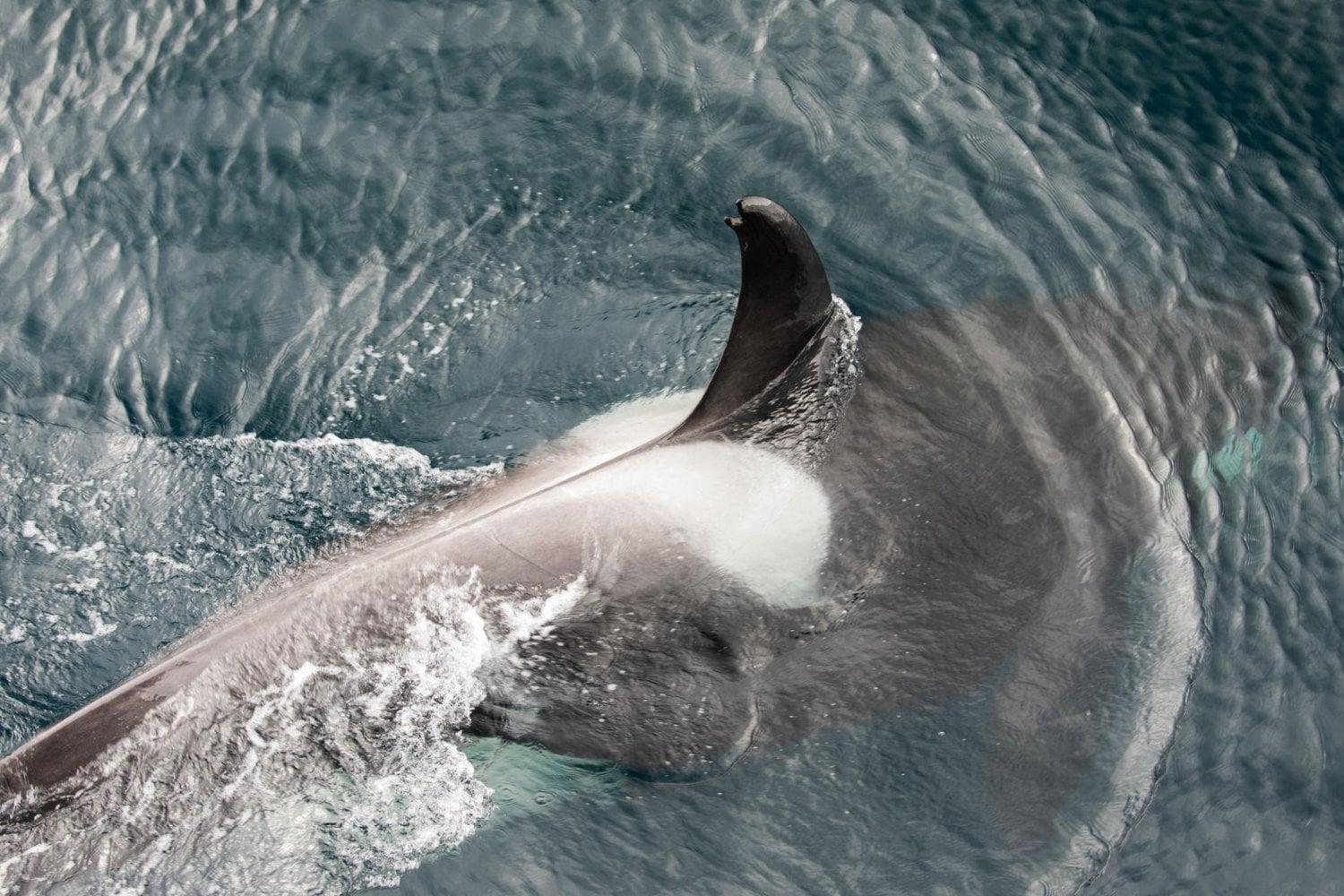 Darwin no diría que las orcas han fracasado, pero sí que cruzaron una puerta evolutiva sin vuelta atrás. Un estudio muestra por qué los mamíferos totalmente acuáticos ya no pueden regresar a tierra