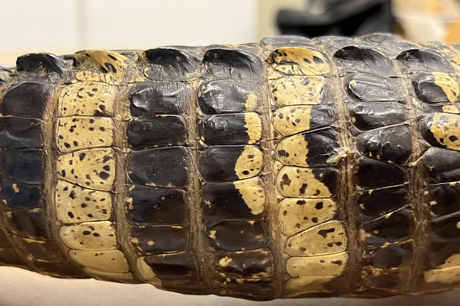 Un fósil de los Pirineos acaba de revelar cómo era la piel de un pariente de los cocodrilos hace 125 millones de años. La luz ultravioleta mostró escamas, tejidos blandos y hasta un posible patrón de color en la cola