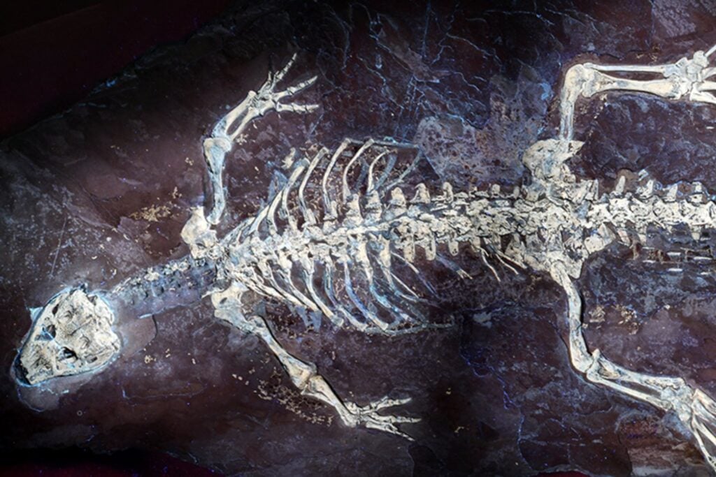 Un fósil de los Pirineos acaba de revelar cómo era la piel de un pariente de los cocodrilos hace 125 millones de años. La luz ultravioleta mostró escamas, tejidos blandos y hasta un posible patrón de color en la cola