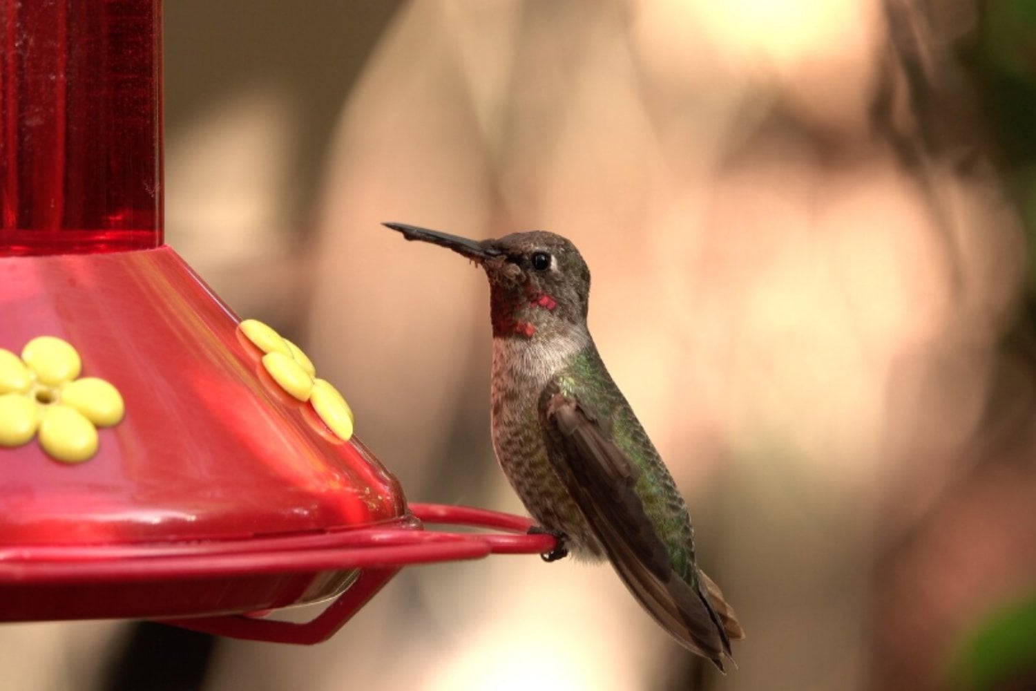 Qué significa que un colibrí entre en casa: entre la buena suerte, el mensaje espiritual y la explicación natural