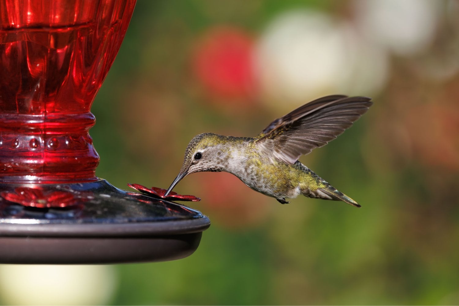 Qué significa que un colibrí entre en casa: entre la buena suerte, el mensaje espiritual y la explicación natural