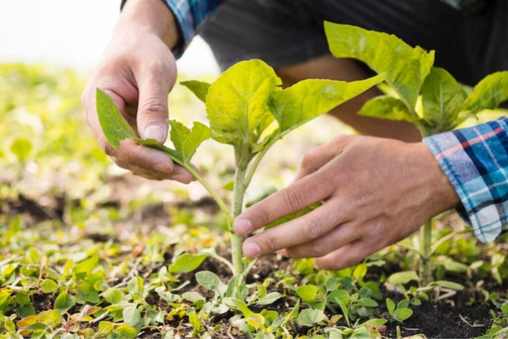 Europa abre la puerta a las plantas editadas con CRISPR: una revolución agrícola que llega tarde y con muchas condiciones