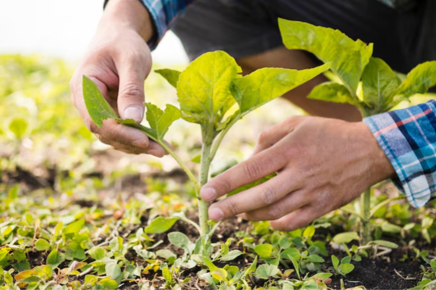Europa abre la puerta a las plantas editadas con CRISPR: una revolución agrícola que llega tarde y con muchas condiciones