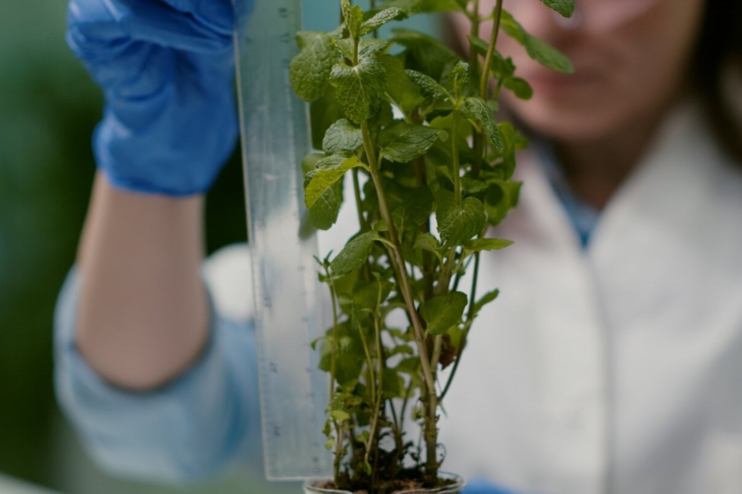 Europa abre la puerta a las plantas editadas con CRISPR: una revolución agrícola que llega tarde y con muchas condiciones