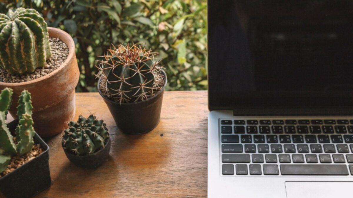 Durante años nos dijeron que un cactus podía protegernos del ordenador: la ciencia acaba con el mito
