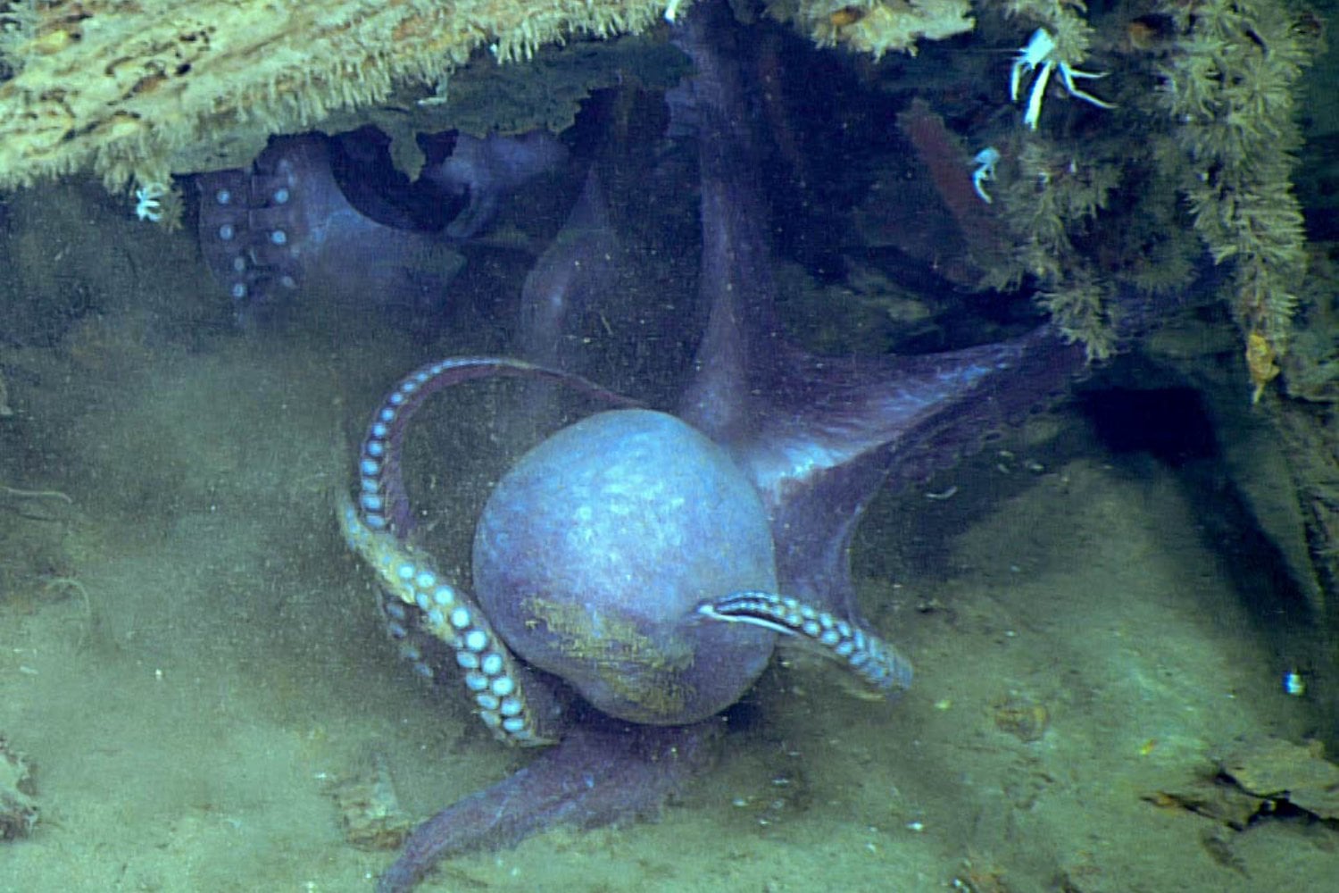 Muusoctopus Robustus