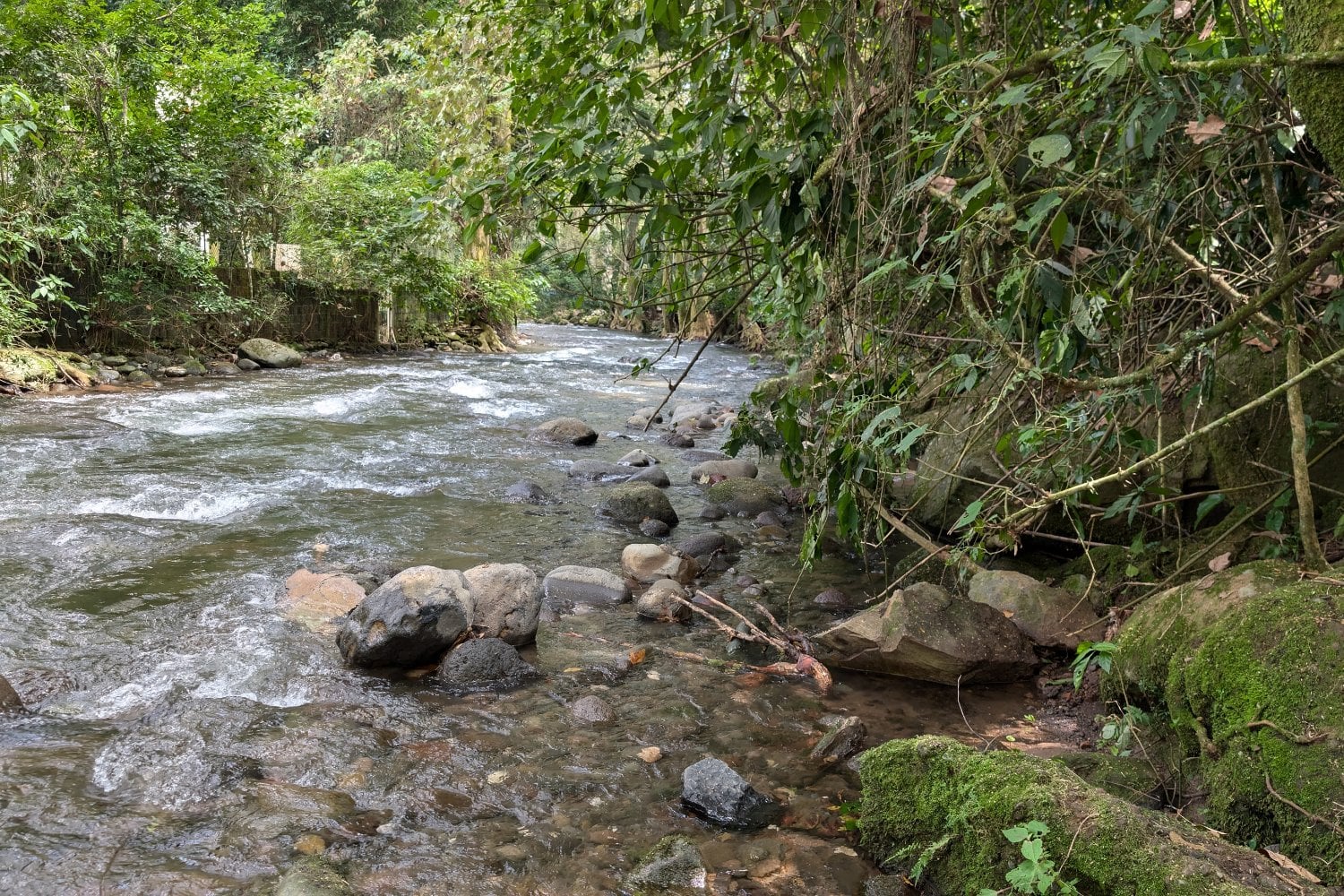 Rio Pixquiac