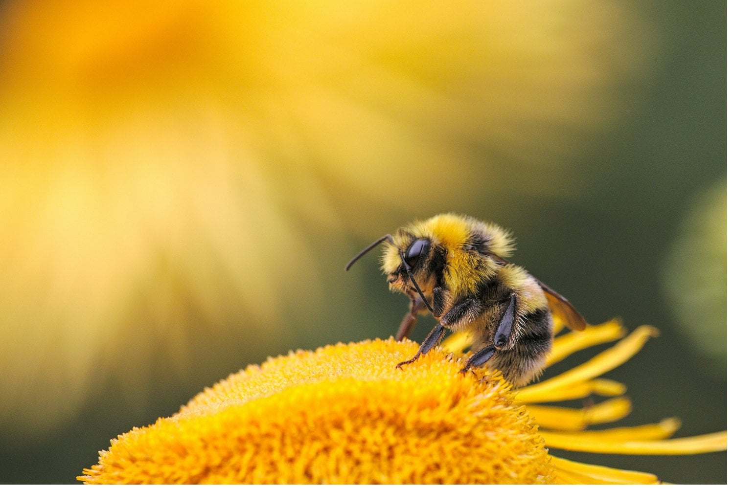 Abejas