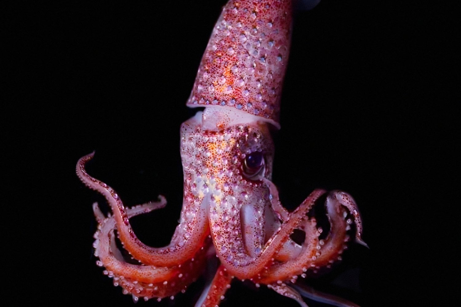 Calamar Fresa