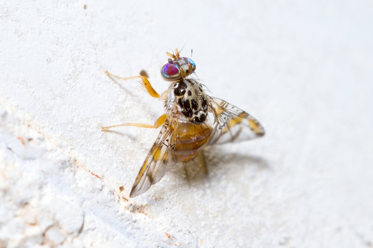 Ceratitis Capitata