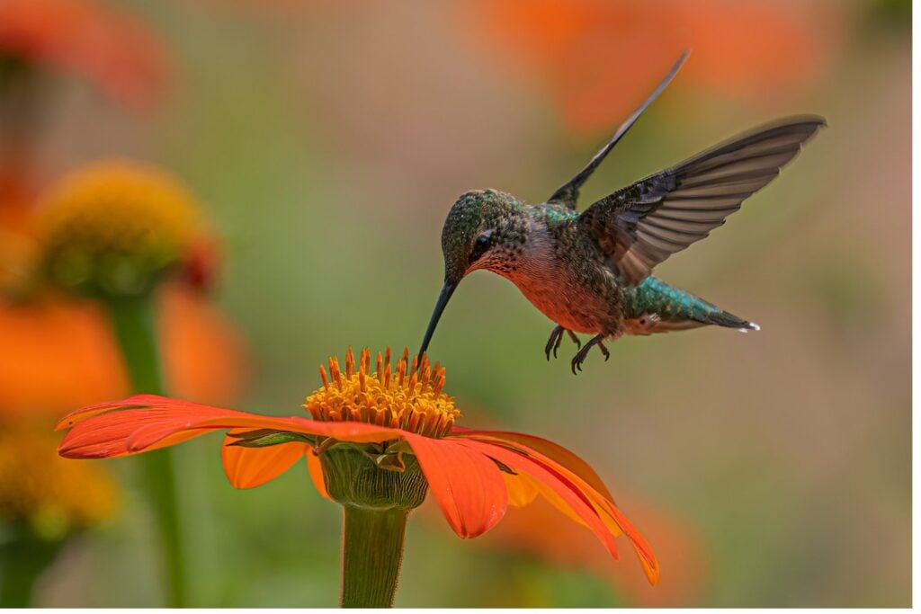 Los colibríes visitan las flores dos veces al día 