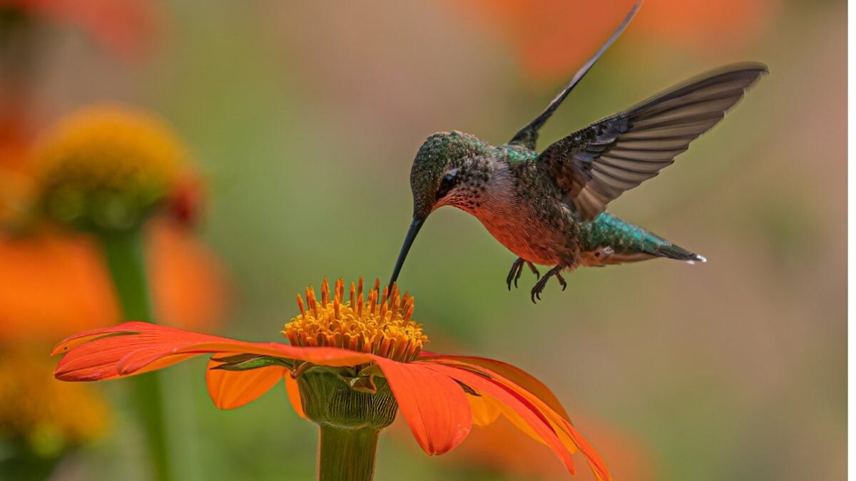 Los colibríes visitan las flores dos veces al día frente a siete de las abejas, pero depositan el doble de polen en cada visita: esa pequeña ventaja moldeó miles de especies de flores tropicales