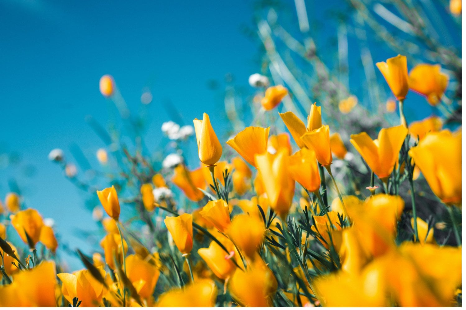 Flores