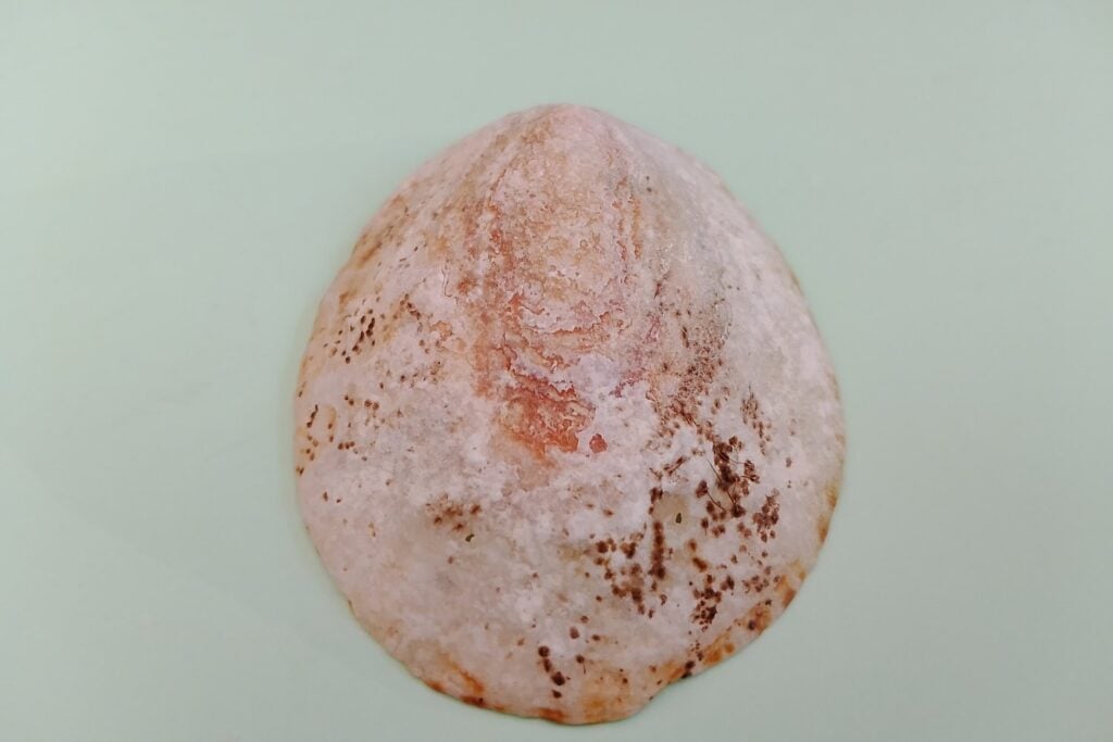 Fosil De Mejillon
