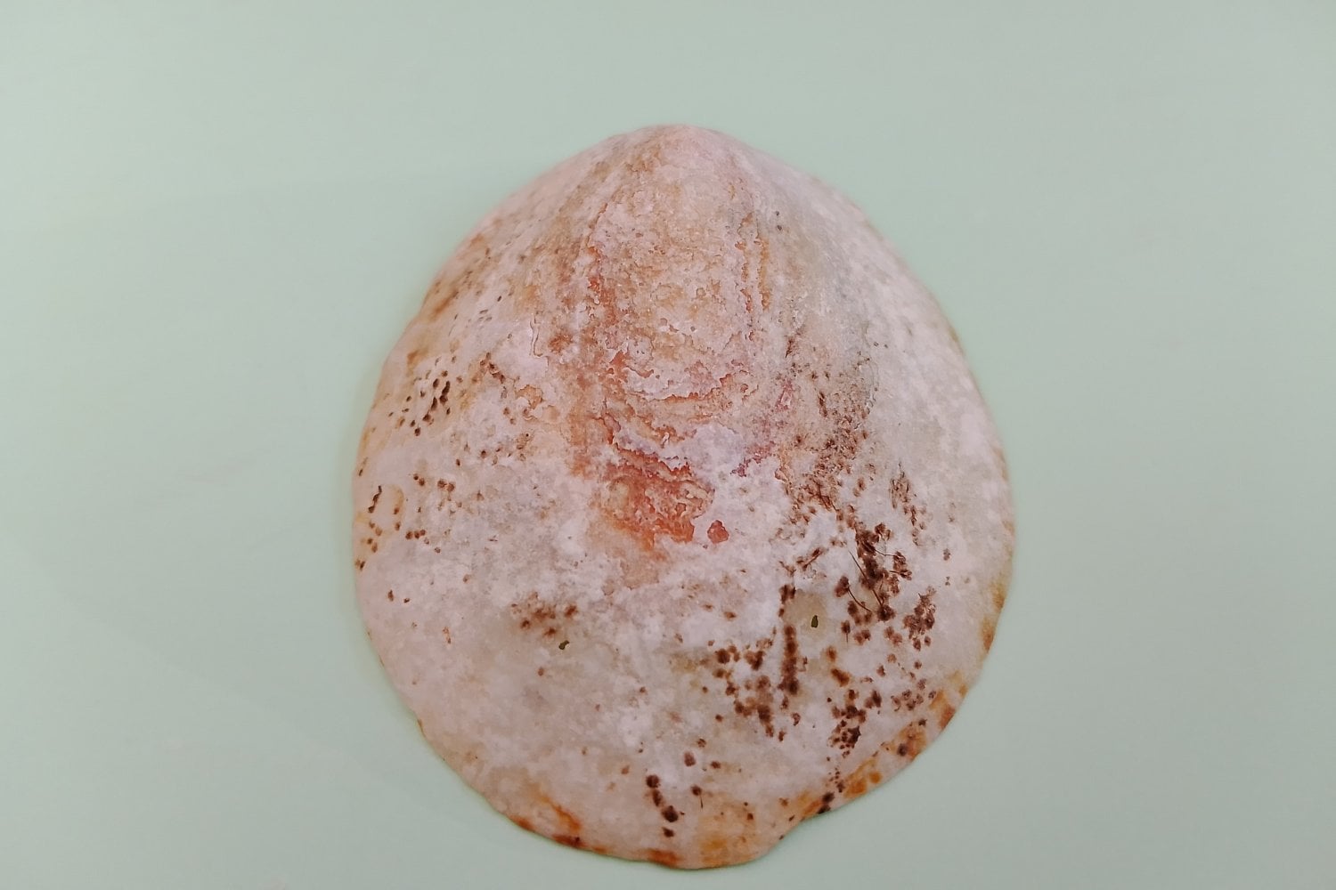 Fosil De Mejillon