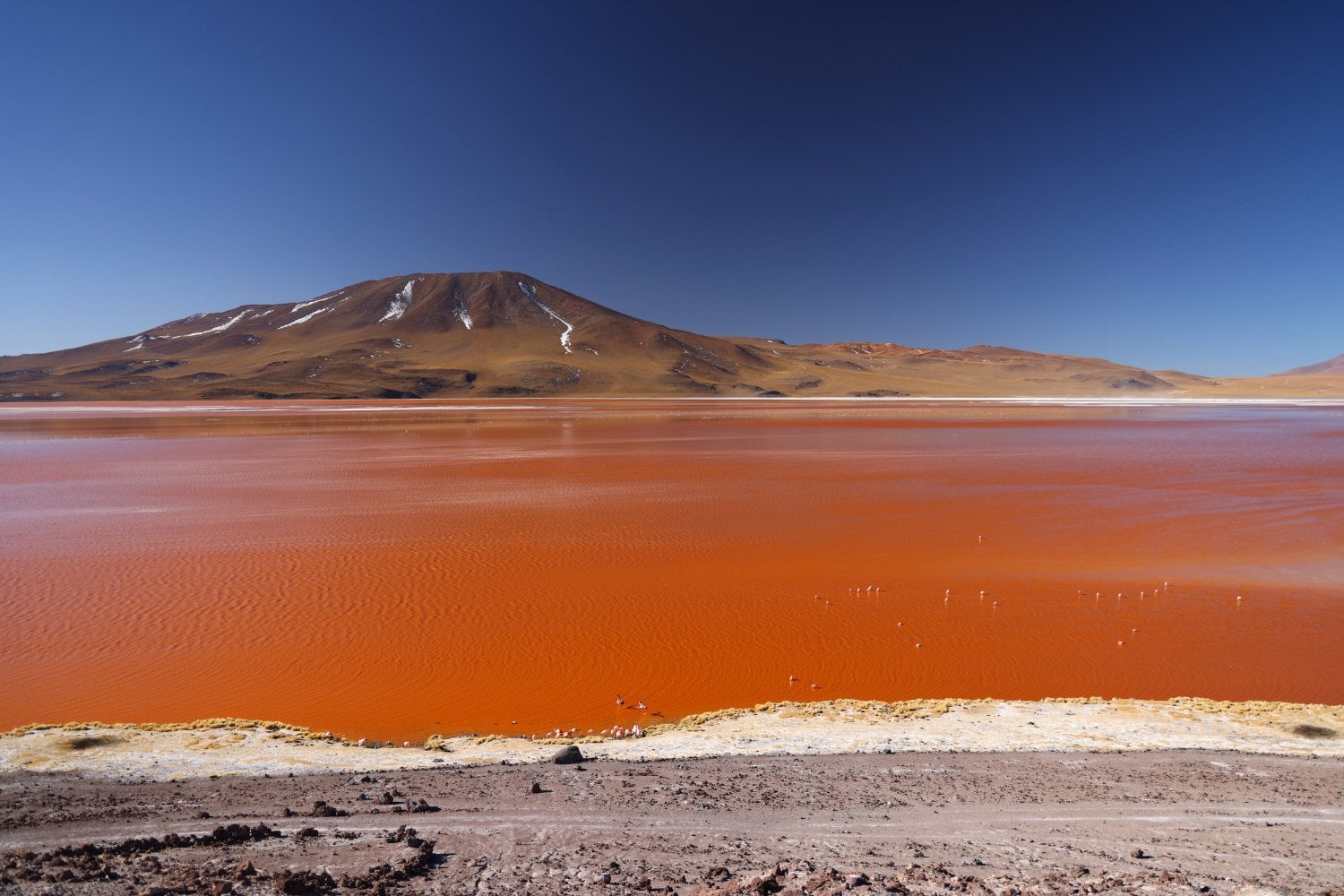 Laguna Colorada Bolivia