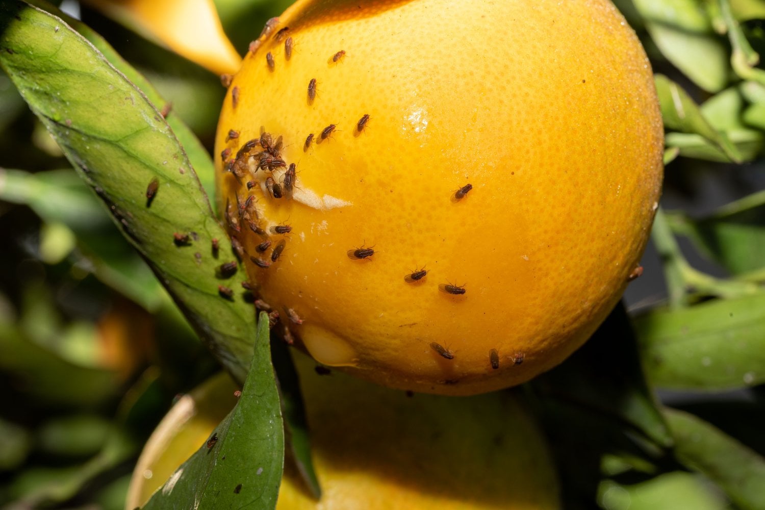 Mosca De La Fruta