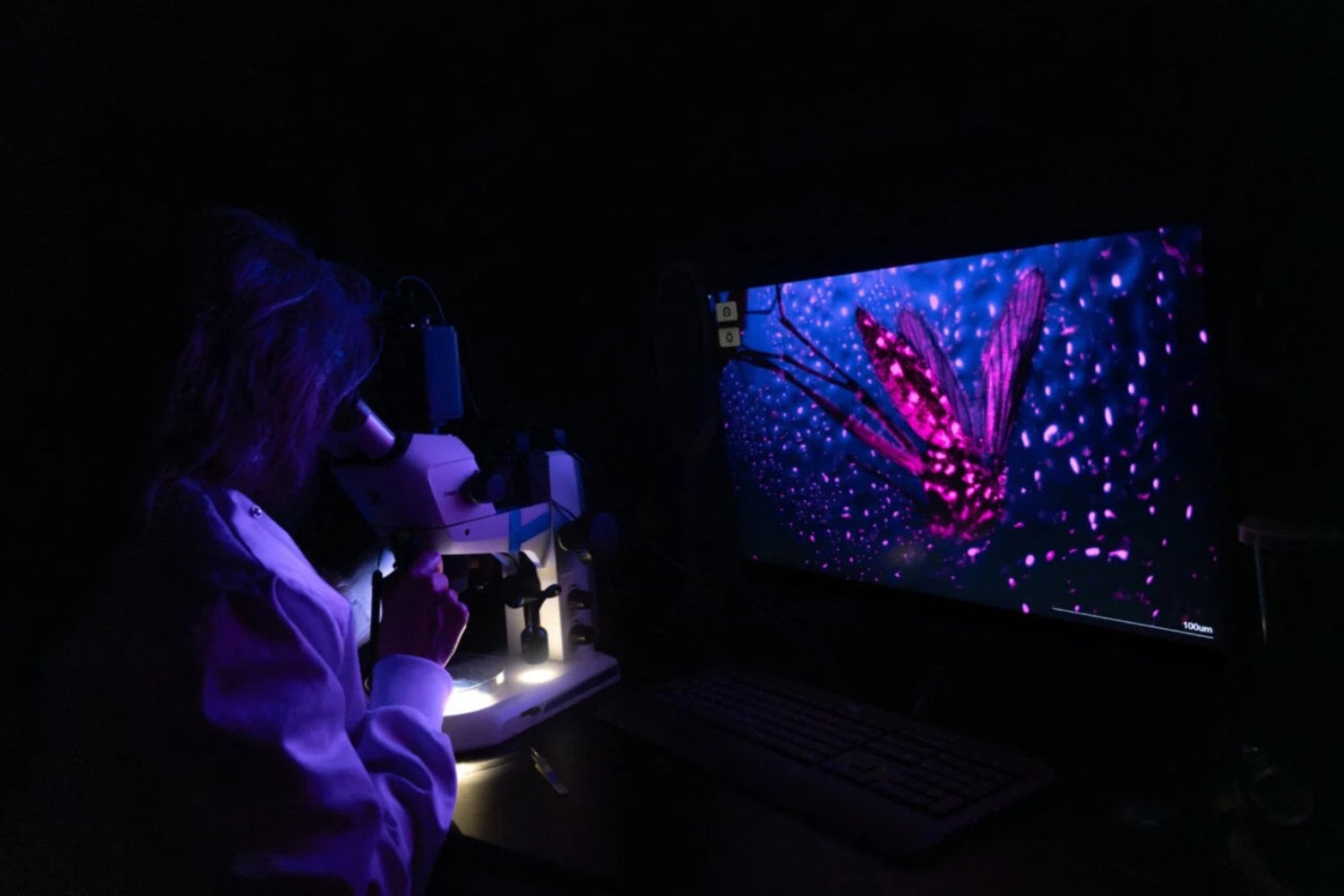 Mosquito Microscopico