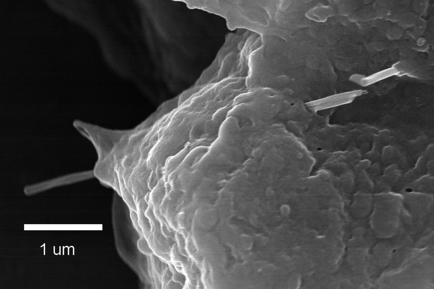 Nanotubos De Carbono