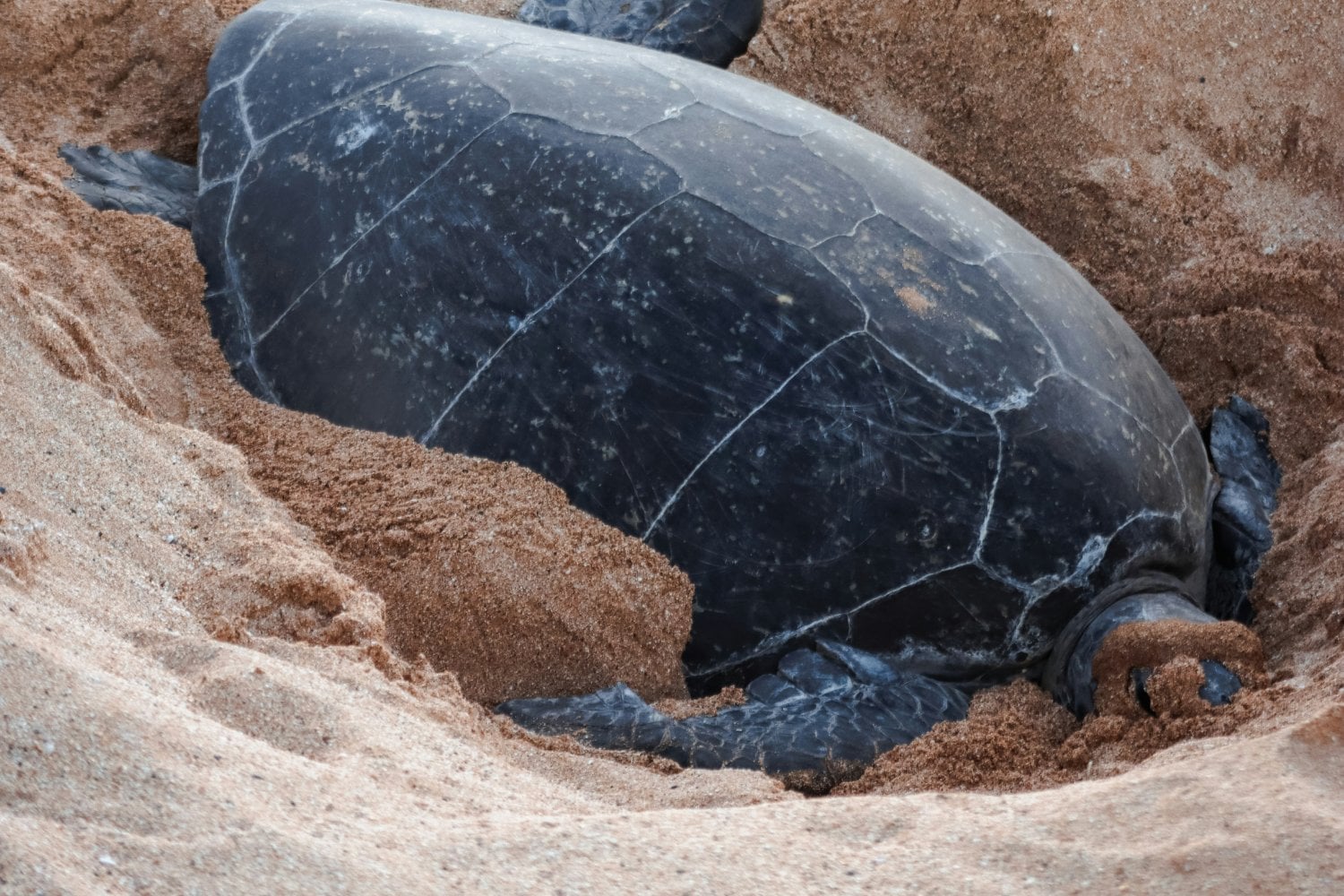 Nido De Tortuga Marina
