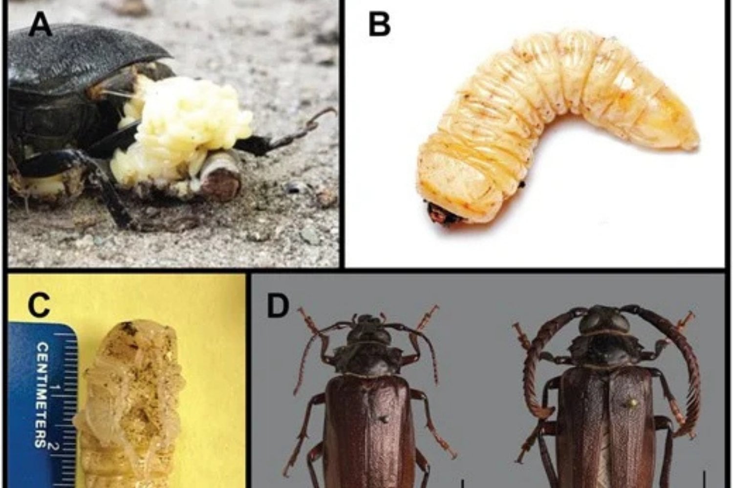 P Imbricornus Fases