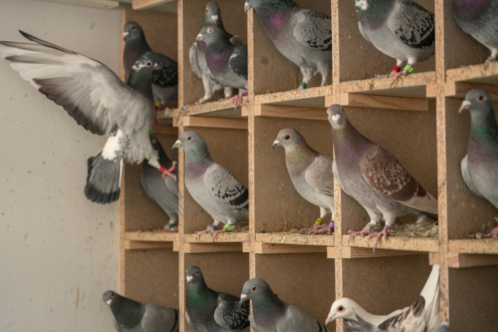 Palomas Mensajeras