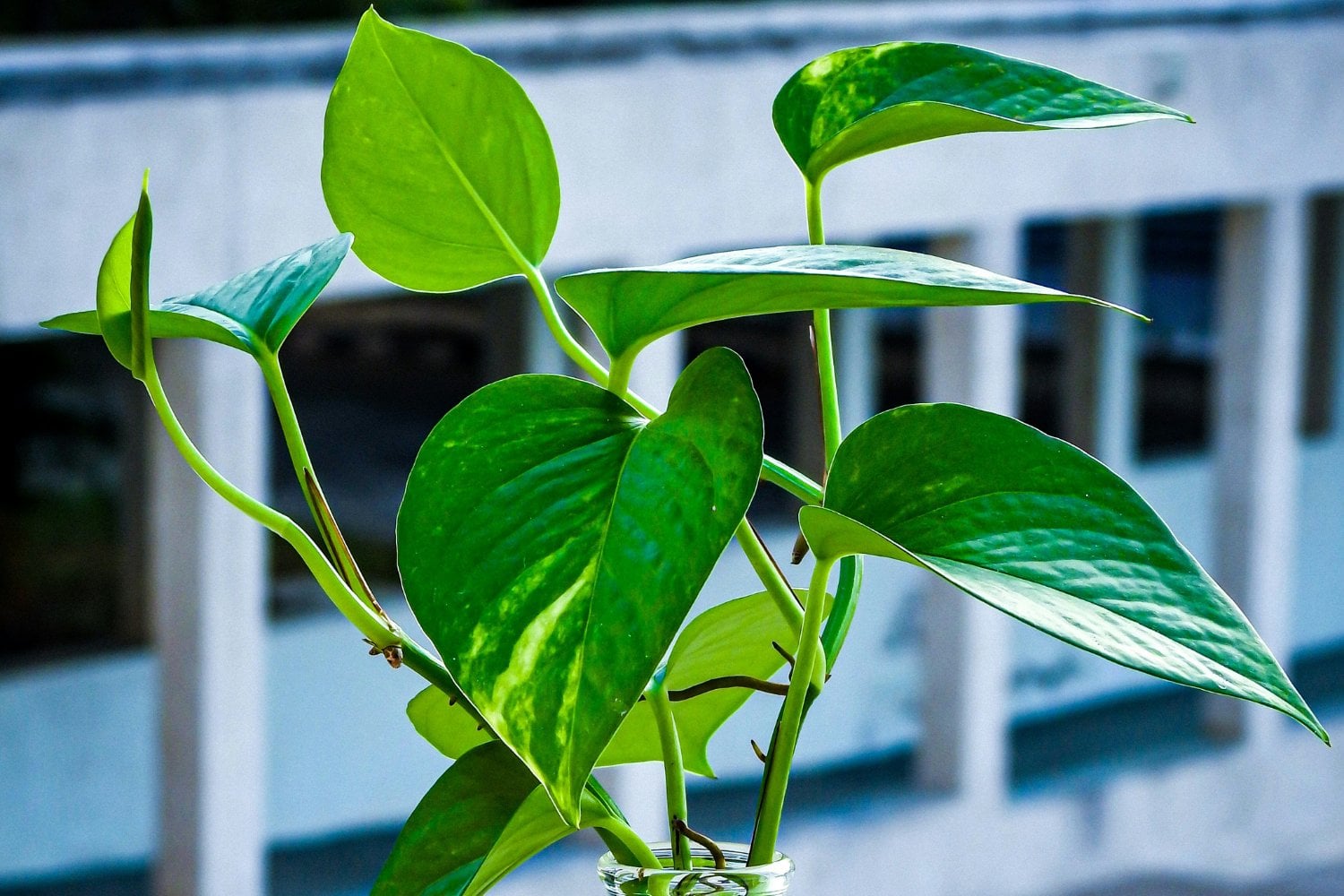 Plantas