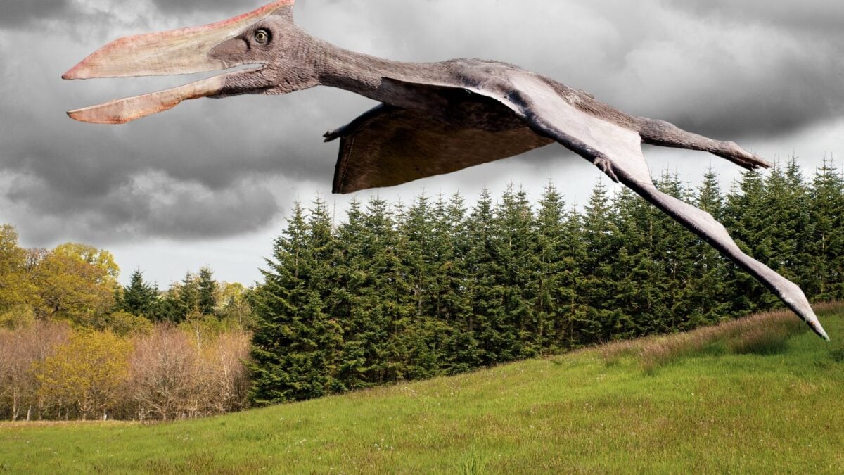 Un fósil de pterosaurio encontrado en Brasil guardó sus moléculas intactas durante 113 millones de años y ahora revela qué comía este reptil volador