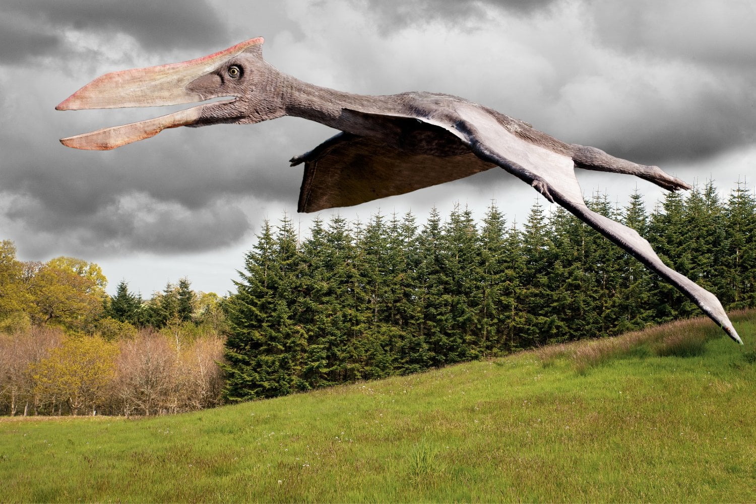 Pterodactilo Ilustracion