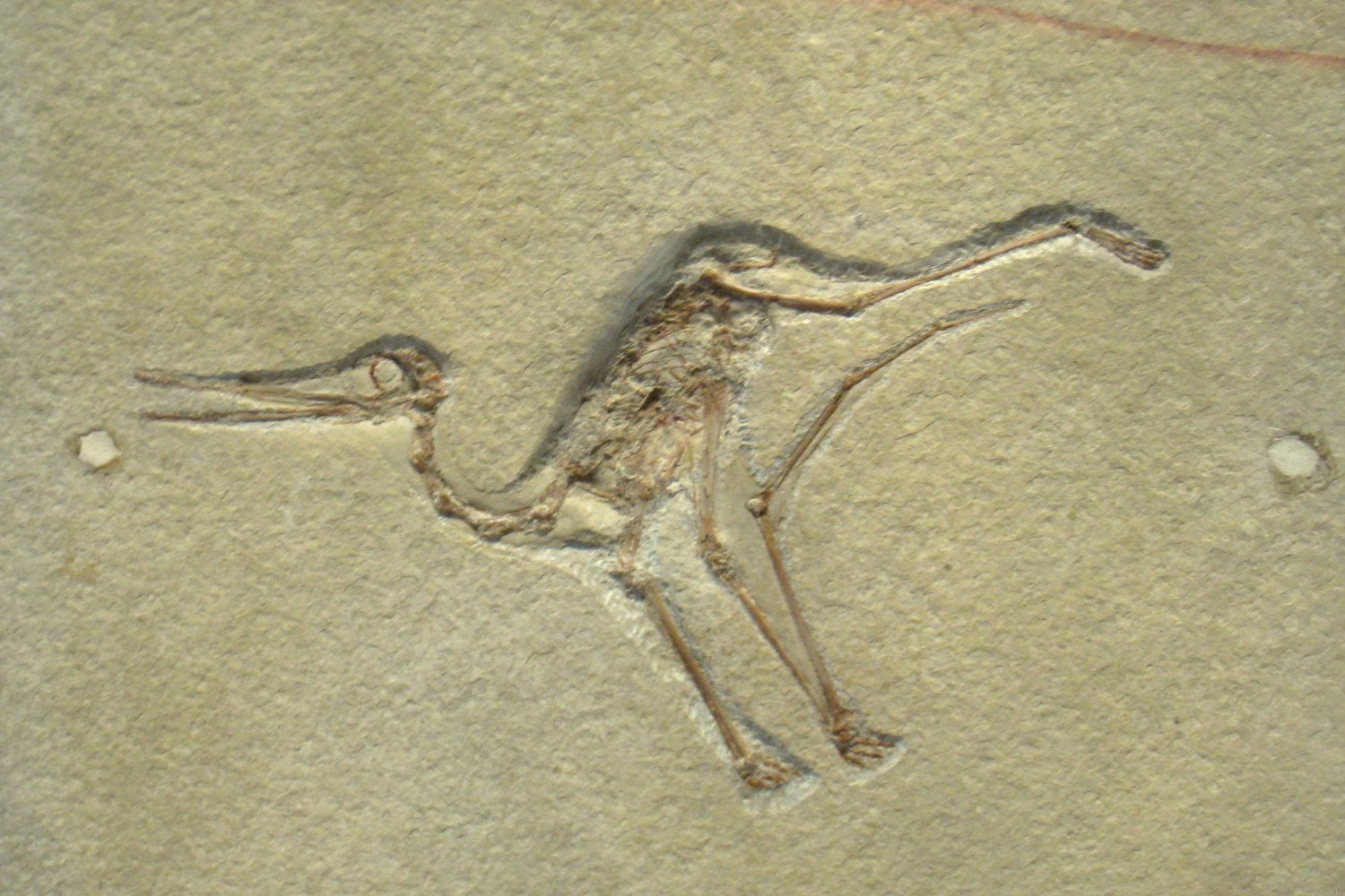 Pterodactilo