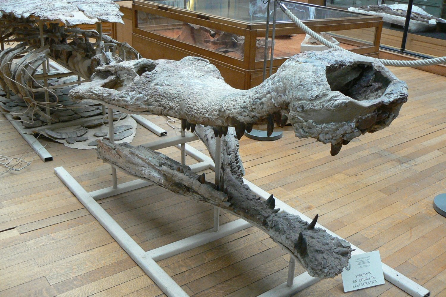 Sarcosuchus Imperator
