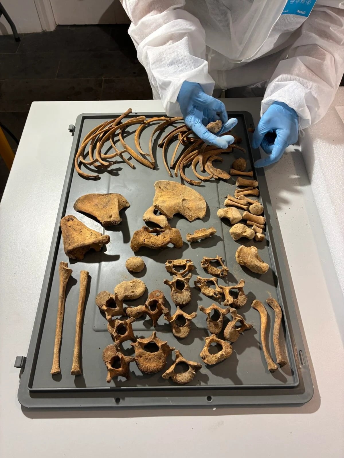 Skeletal Lab Analysis Pedralbes 1200x1600