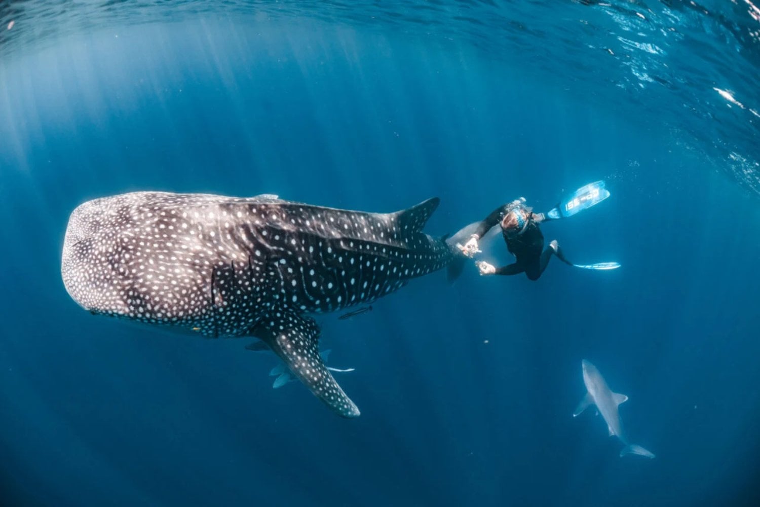 Tiburon Ballena