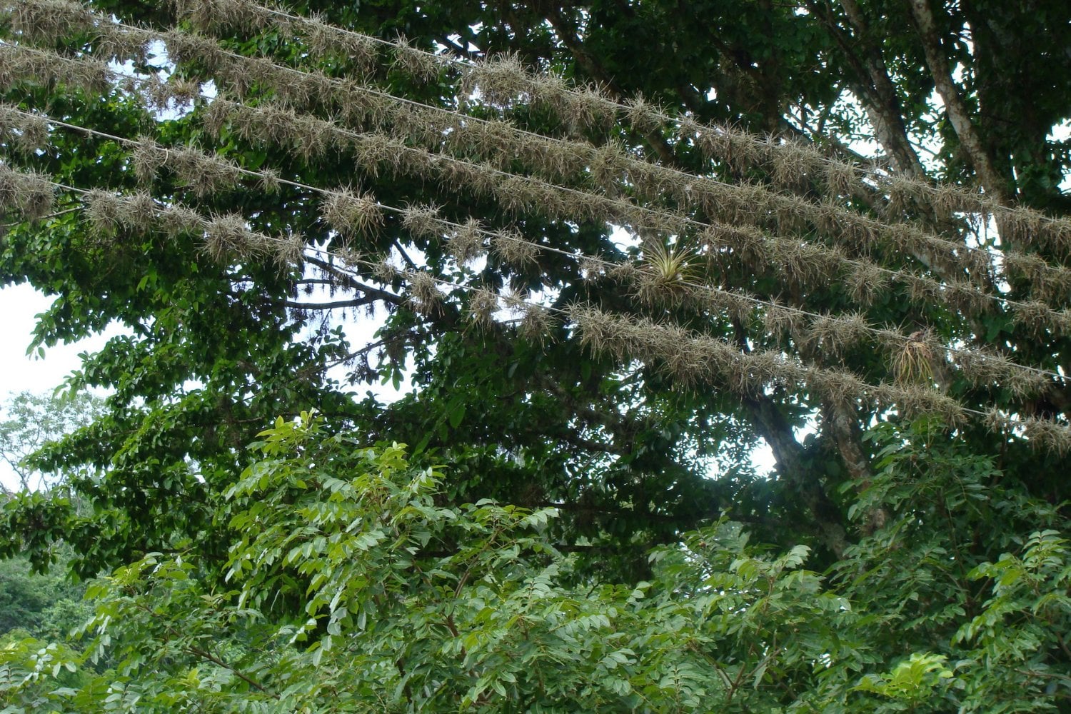Tillandsia