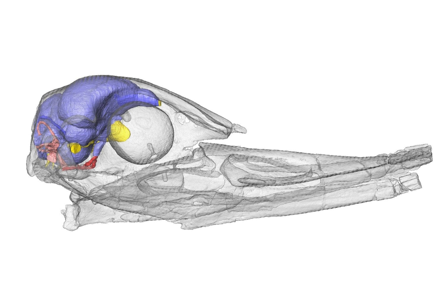 Científicos latinoaméricanos reconstruyeron el cerebro de una de las primeras aves acuáticas. Tenía patas largas, un olfato extraordinario y una desconcertante ausencia en su anatomía