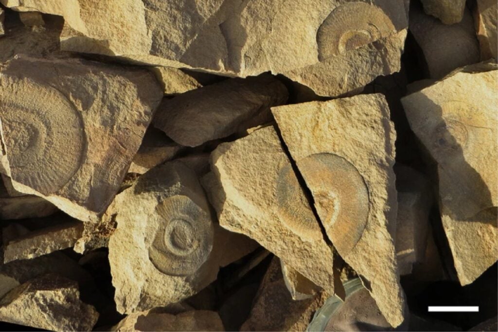 Durante casi 180 años nadie supo si este disco era un coral, una medusa o algo completamente distinto. Decenas de fósiles de Marruecos acaban de revelar qué animal se escondía detrás