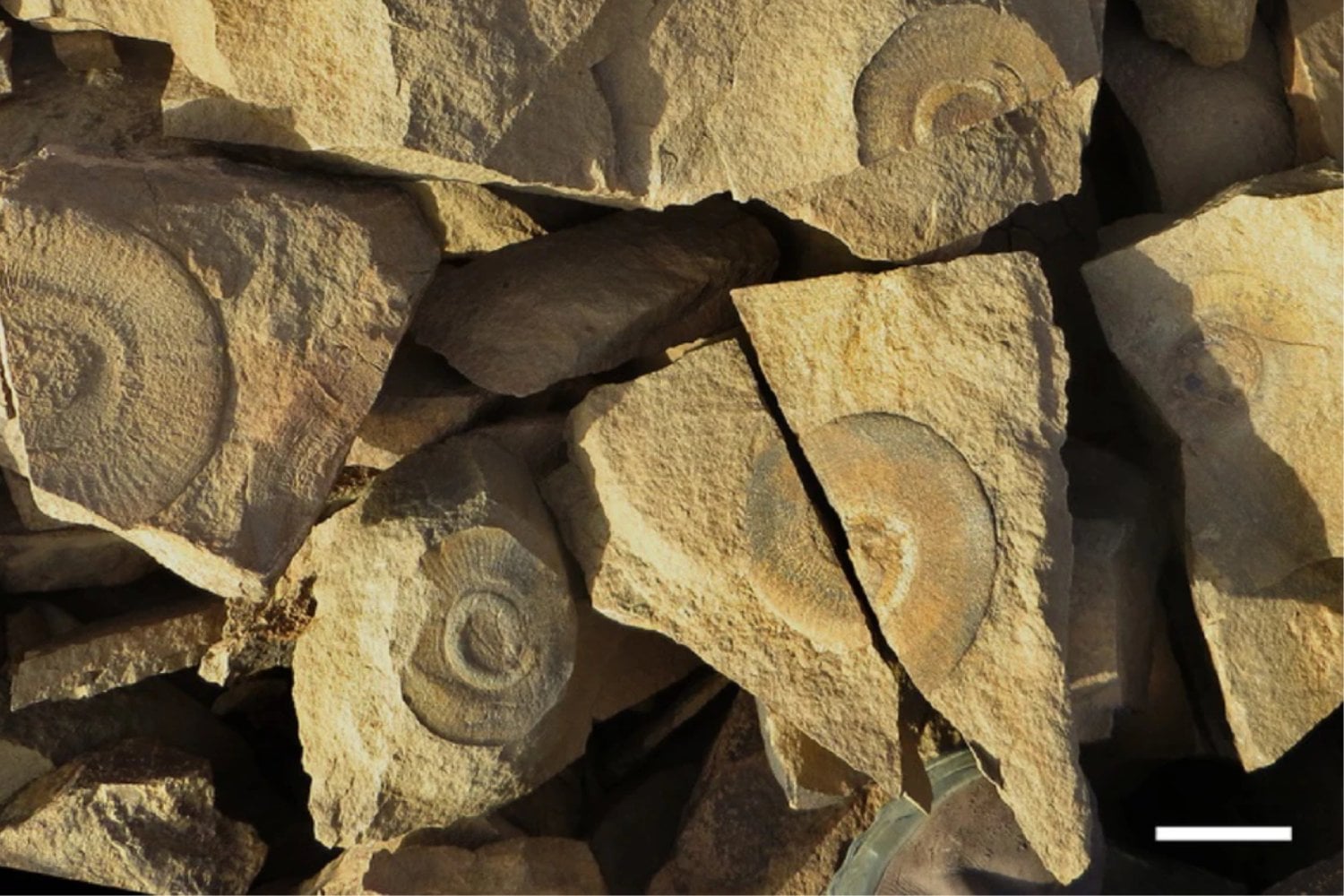 Durante casi 180 años nadie supo si este disco era un coral, una medusa o algo completamente distinto. Decenas de fósiles de Marruecos acaban de revelar qué animal se escondía detrás