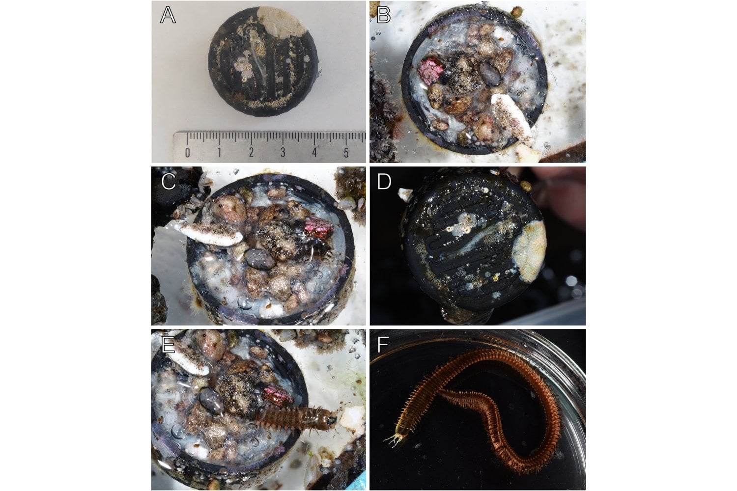 Parecía un simple tapón flotando frente a Japón, hasta que los científicos miraron dentro. Había cruzado 1.500 kilómetros con 307 organismos y un ecosistema entero a bordo