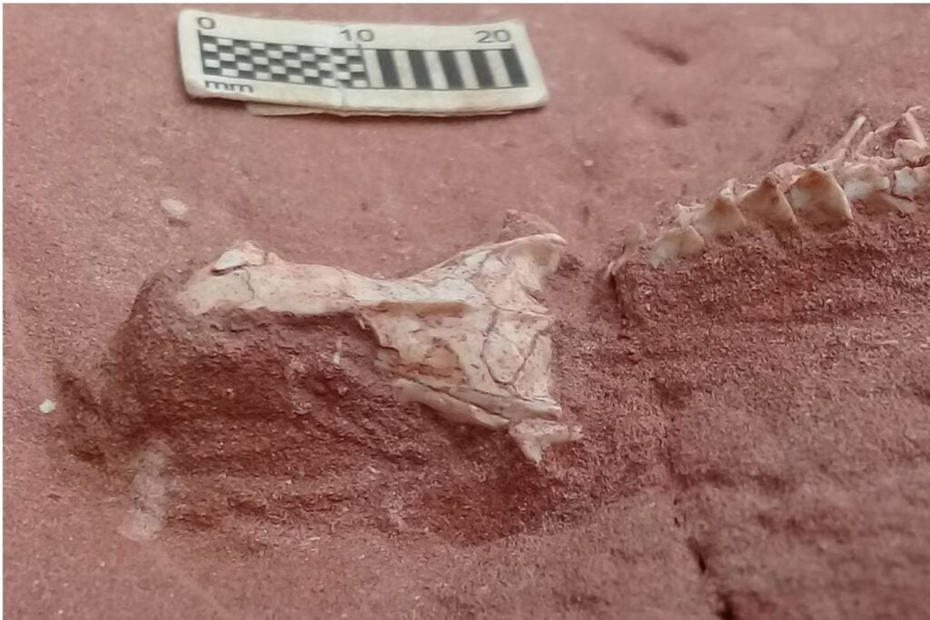 Una serpiente de hace 80 millones de años apareció en Brasil con un cerebro hecho para vivir bajo tierra. Su fósil revela que la pérdida de las patas fue mucho más extraña de lo que creíamos