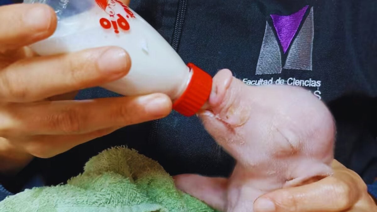 La próxima frontera de los trasplantes podría haber nacido en forma de lechón. Científicos crearon un cerdo con tres genes desactivados para hacerlo más compatible con humanos