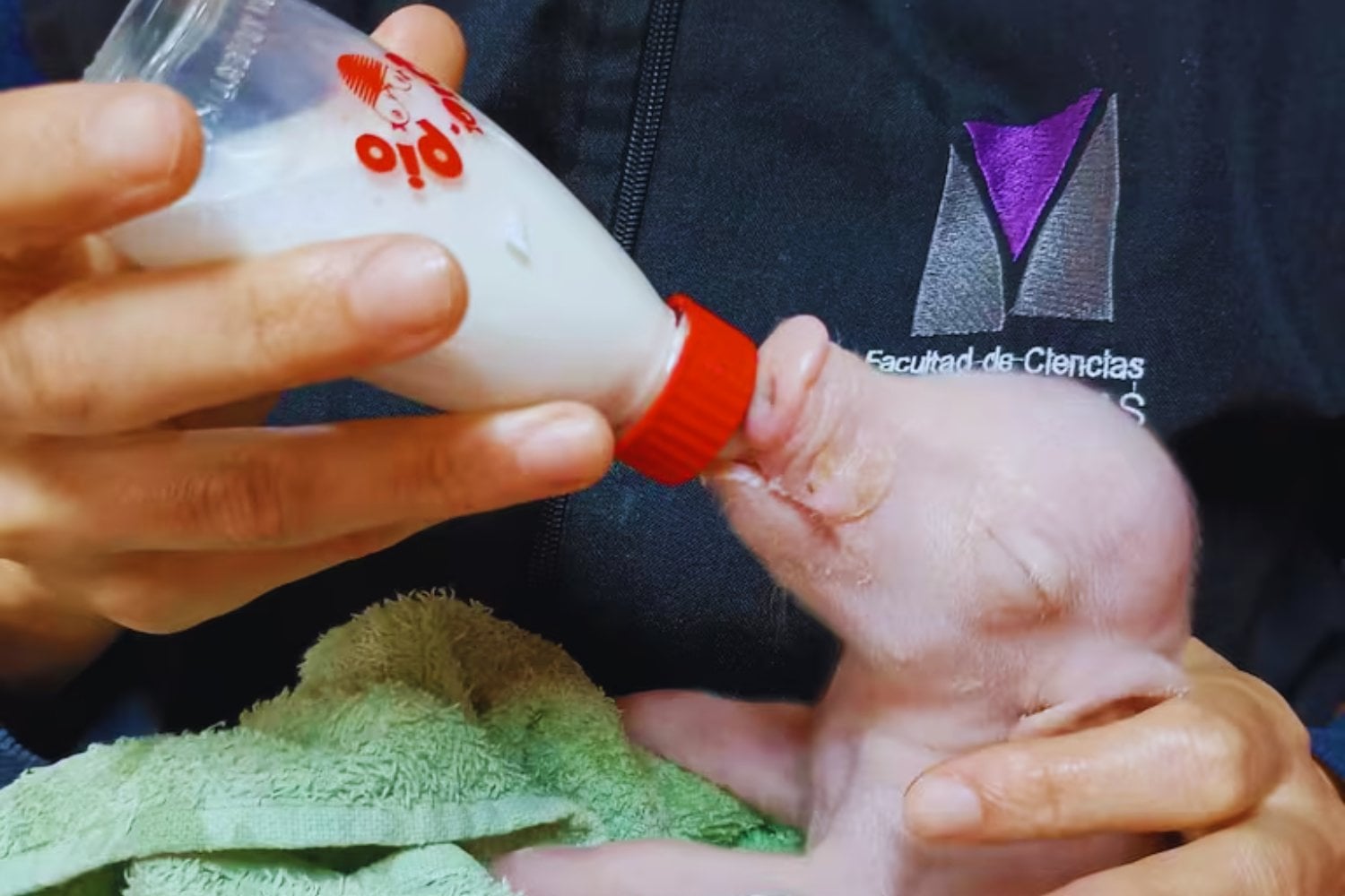 La próxima frontera de los trasplantes podría haber nacido en forma de lechón. Científicos crearon un cerdo con tres genes desactivados para hacerlo más compatible con humanos