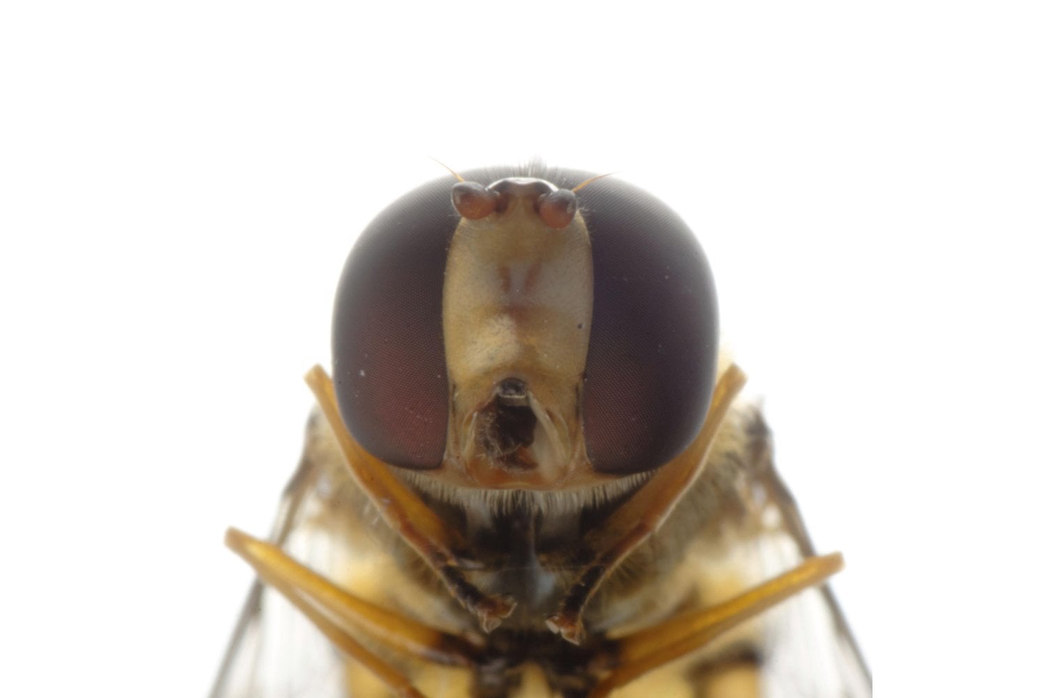 Dos moscas separadas por 90 millones de años todavía construyen sus ojos compuestos con el mismo núcleo de 106 genes. La evolución cambió gran parte del circuito que los regula sin alterar el resultado final