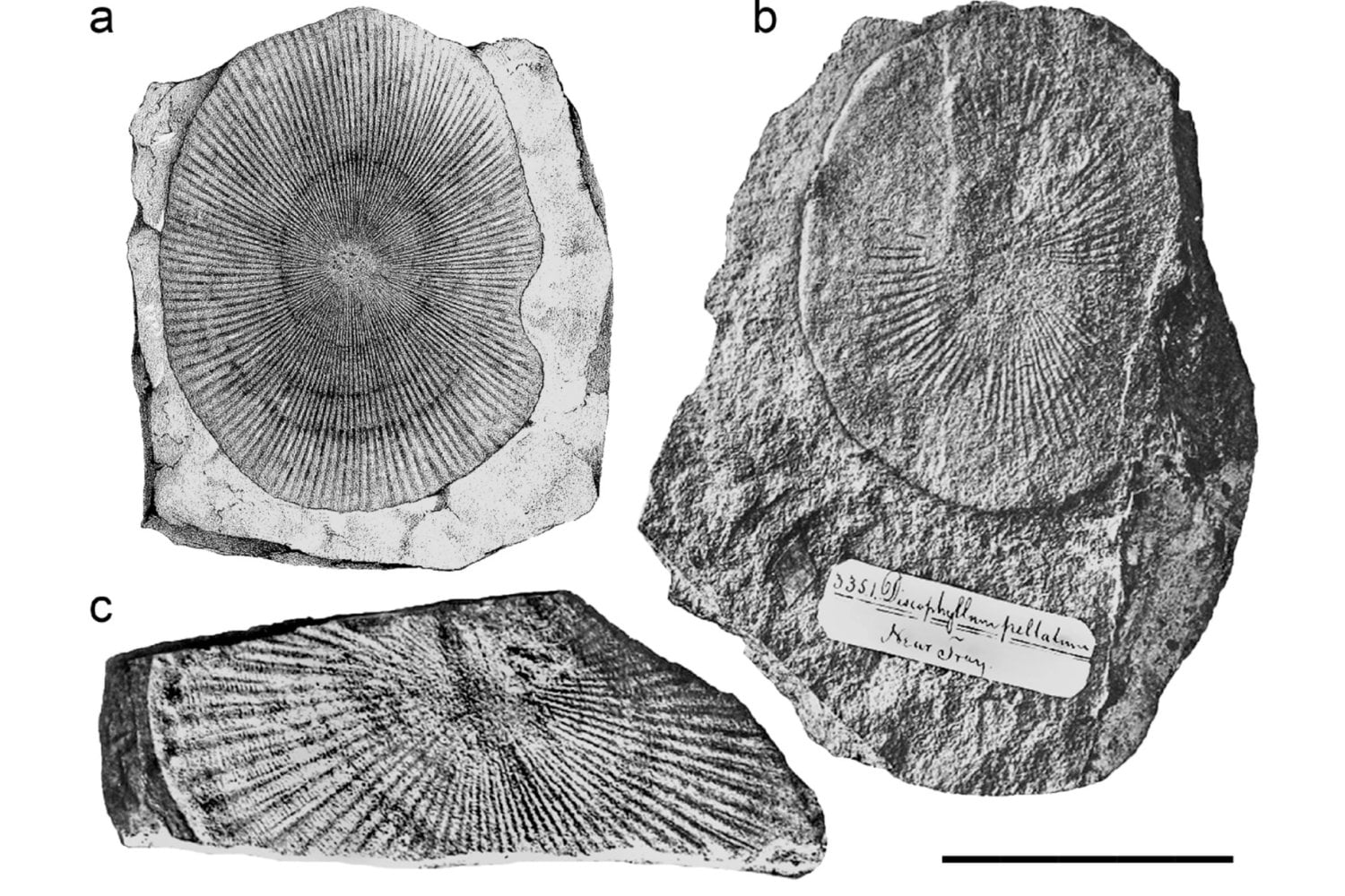 Durante casi 180 años nadie supo si este disco era un coral, una medusa o algo completamente distinto. Decenas de fósiles de Marruecos acaban de revelar qué animal se escondía detrás