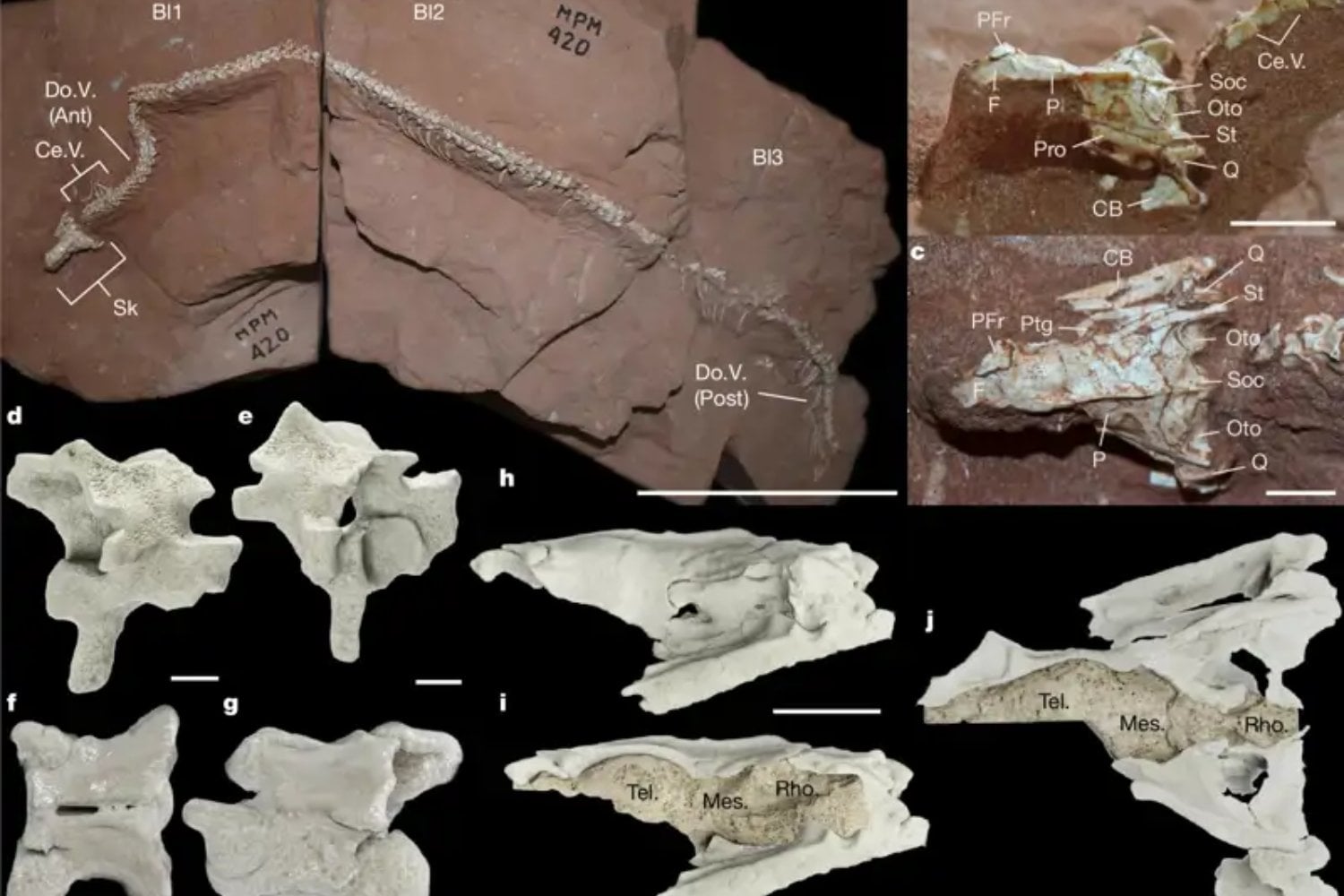 Una serpiente de hace 80 millones de años apareció en Brasil con un cerebro hecho para vivir bajo tierra. Su fósil revela que la pérdida de las patas fue mucho más extraña de lo que creíamos