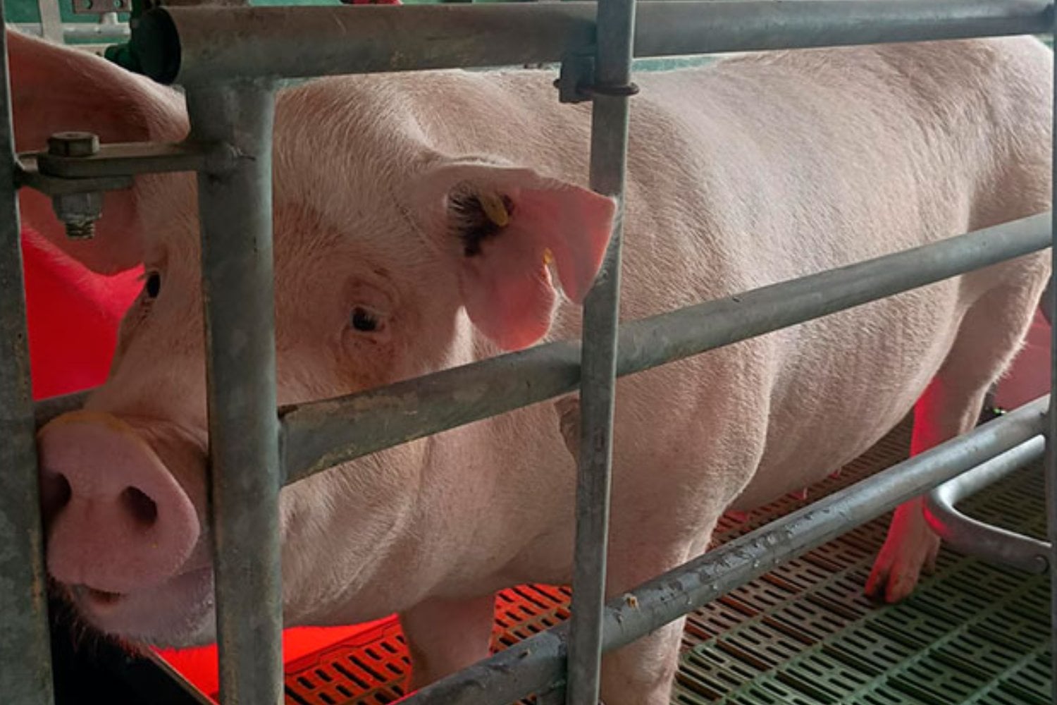 La próxima frontera de los trasplantes podría haber nacido en forma de lechón. Científicos crearon un cerdo con tres genes desactivados para hacerlo más compatible con humanos