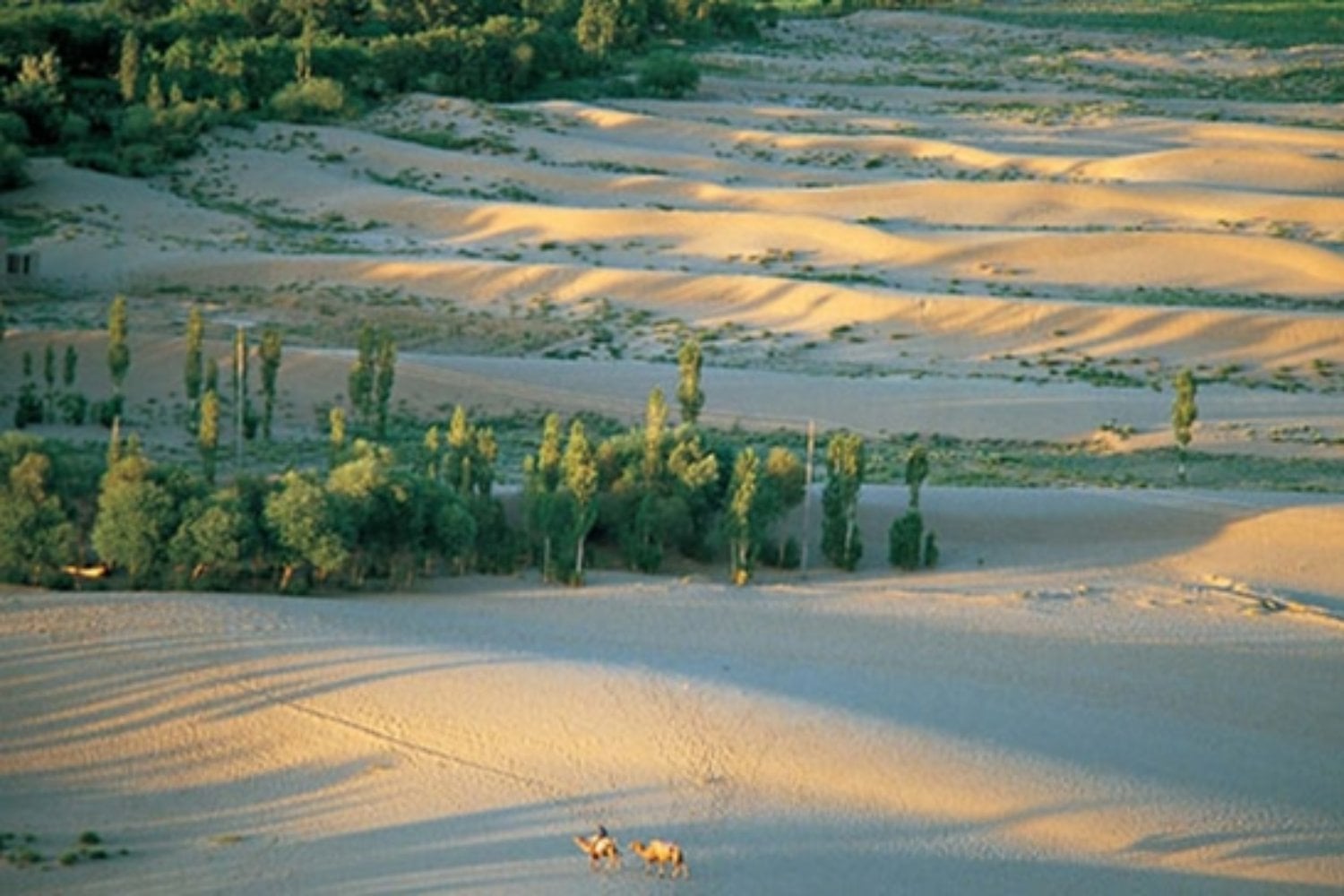 China quiso levantar una muralla verde contra el desierto y terminó creando un experimento climático gigante. Sus 66.000 millones de árboles crecen más rápido que los bosques naturales, pero con una advertencia clave