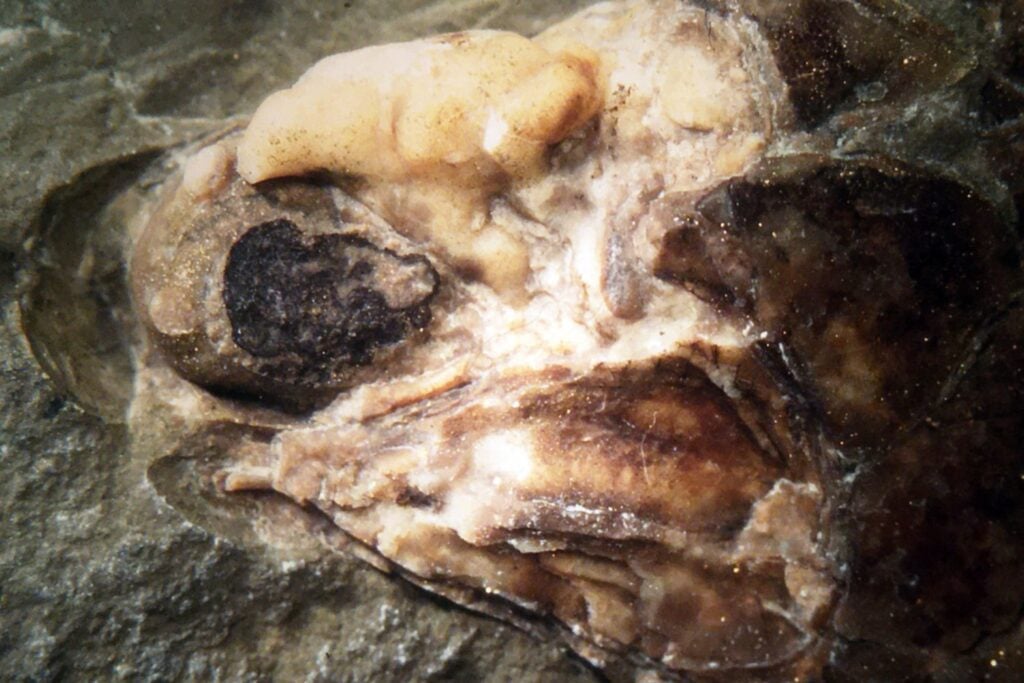 Un fósil de pez de más de 300 millones de años conservó algo que casi nunca sobrevive: su cerebro. Y eso puede cambiar cómo estudiamos la evolución de los vertebrados