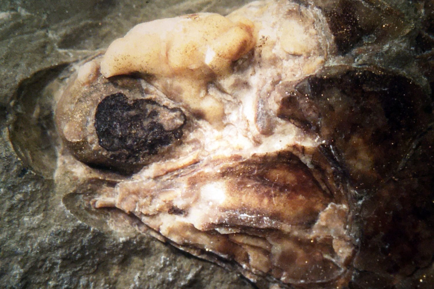 Un fósil de pez de más de 300 millones de años conservó algo que casi nunca sobrevive: su cerebro. Y eso puede cambiar cómo estudiamos la evolución de los vertebrados